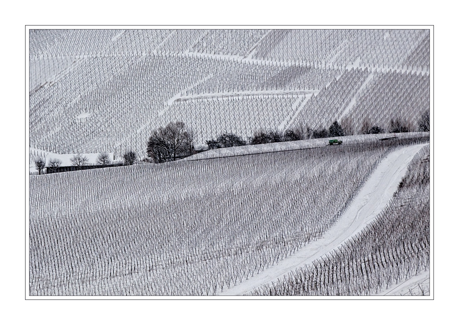 Winter - Reben - Landschaft