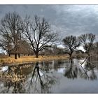 Winter Reflections