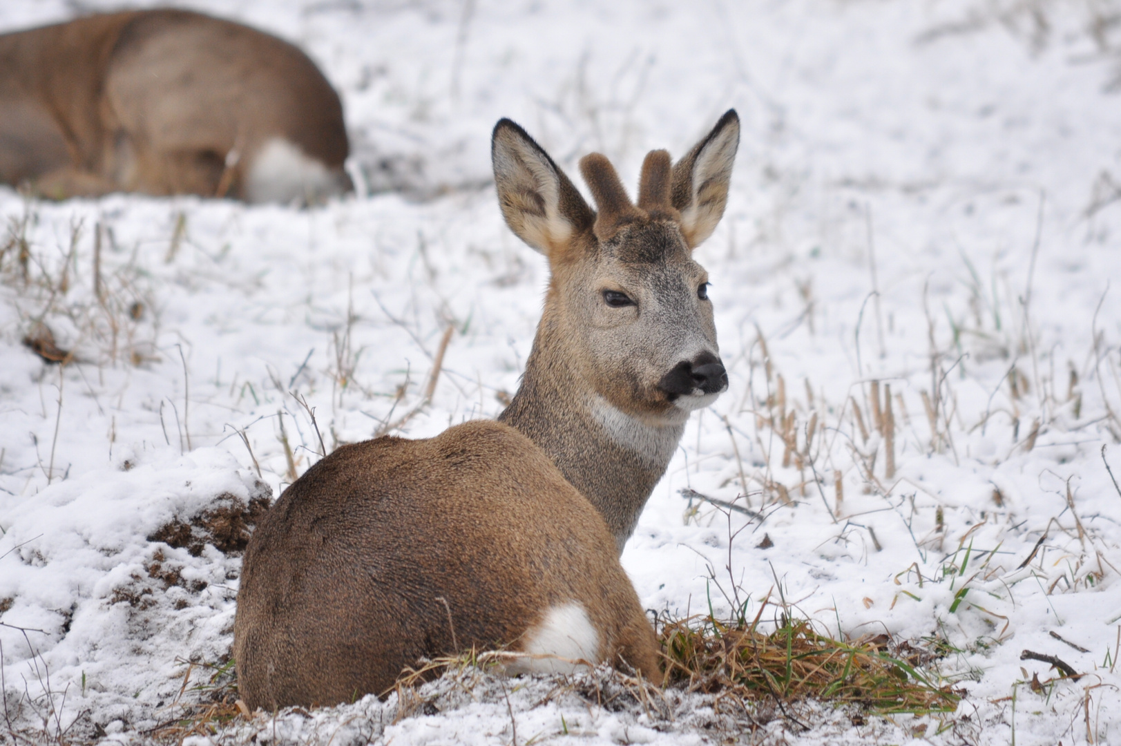 Winter rest