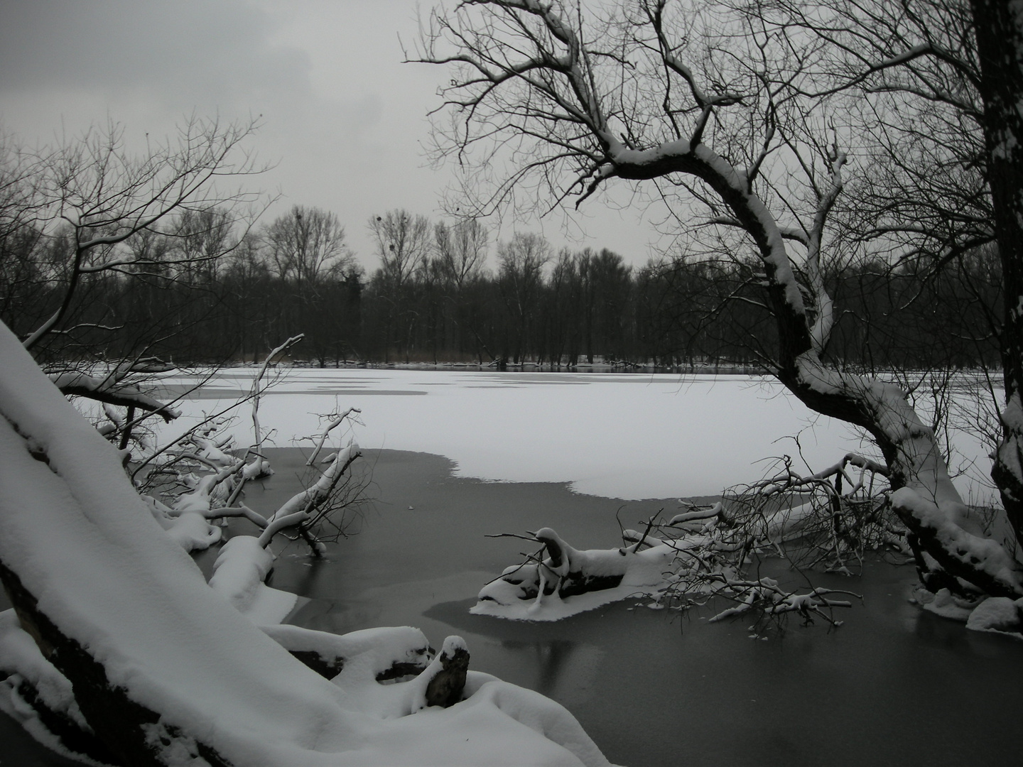 Winter-Rheinaue in Karlsruhe