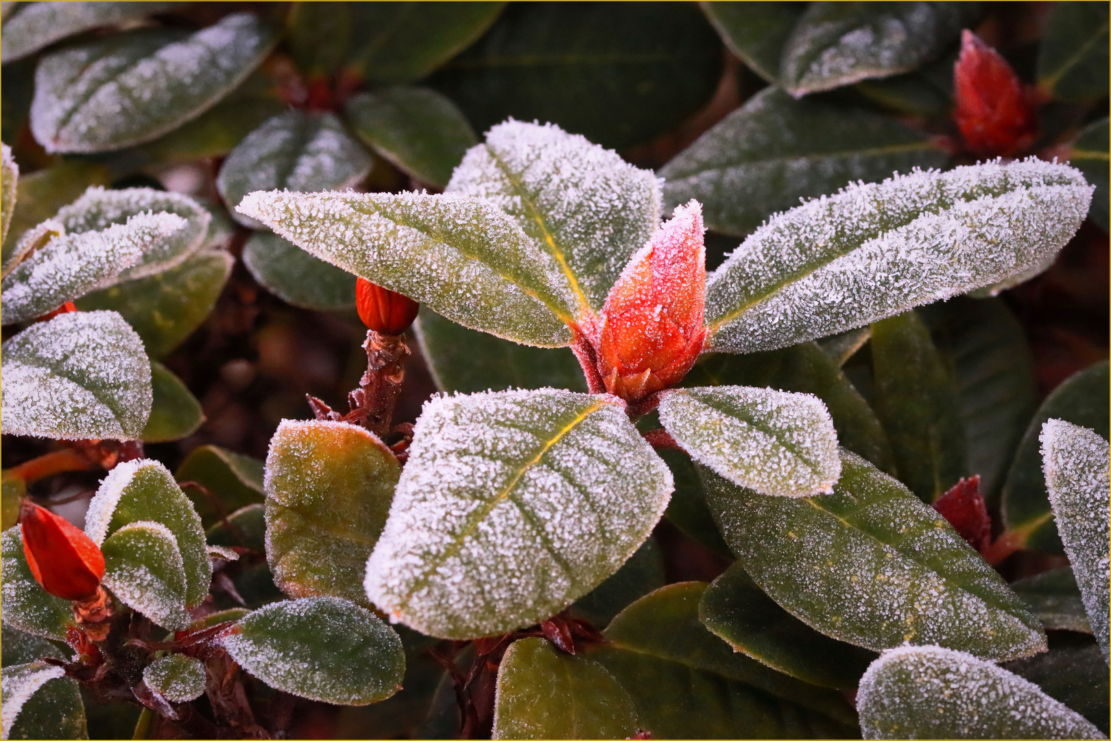 Winter-Rhododendron...