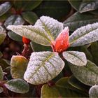 Winter-Rhododendron...