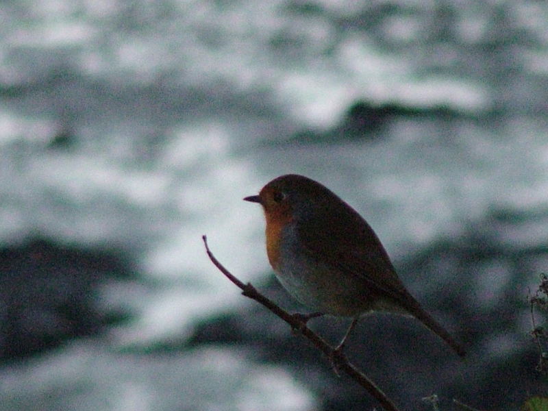 ' Winter Robin '