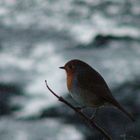 ' Winter Robin '