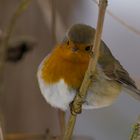 Winter-Robin