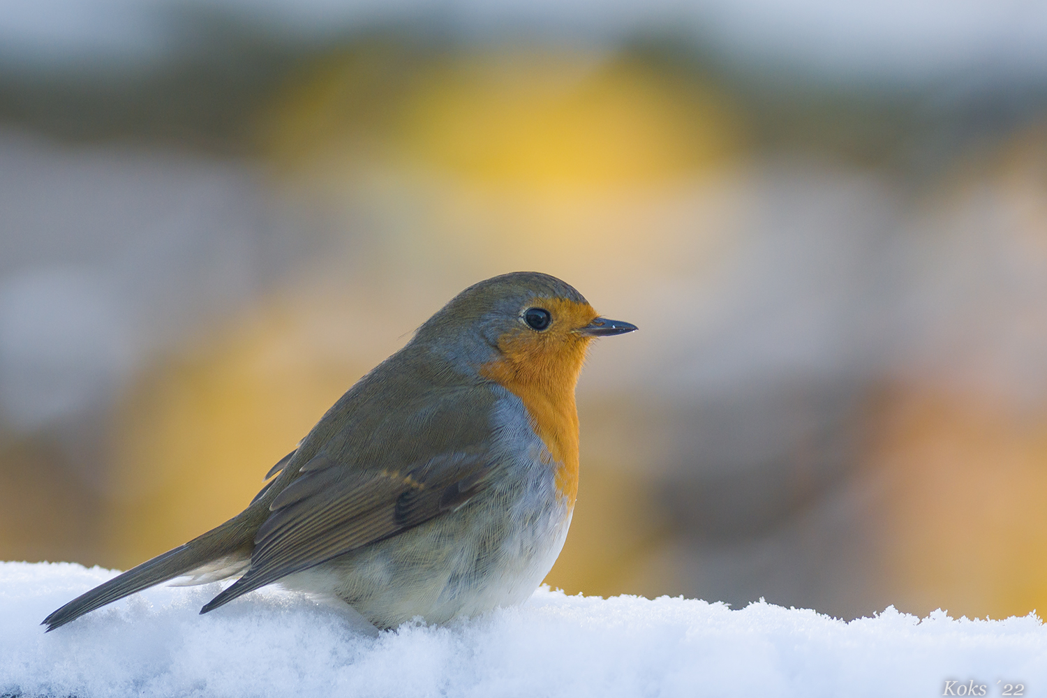 Winter-Robin