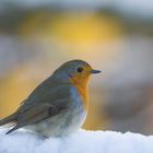 Winter-Robin