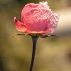 Winter - Rose