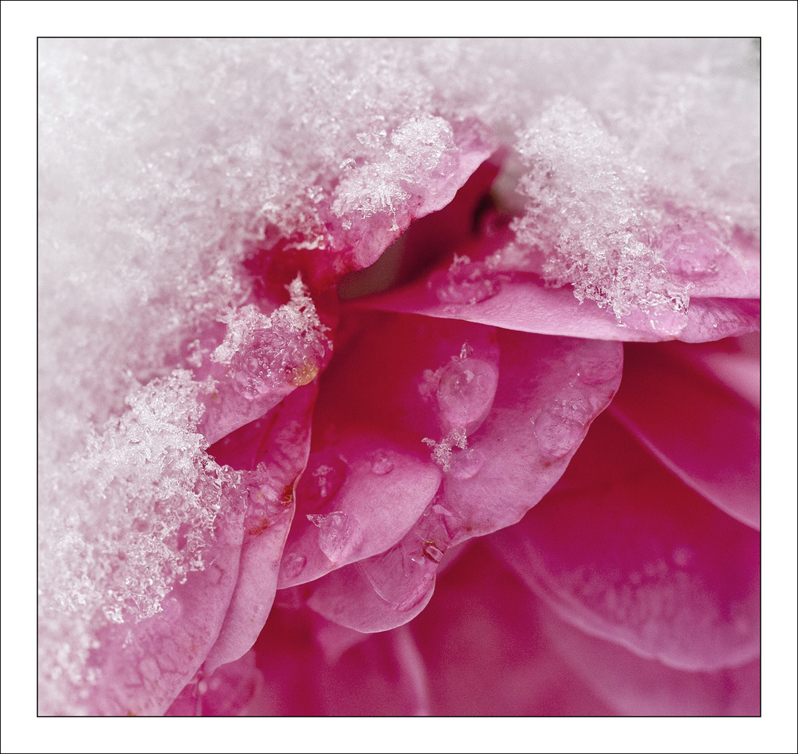 Winter-Rose