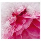 Winter-Rose