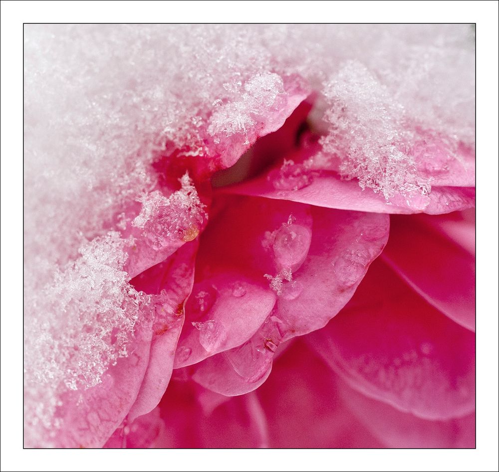 Winter-Rose