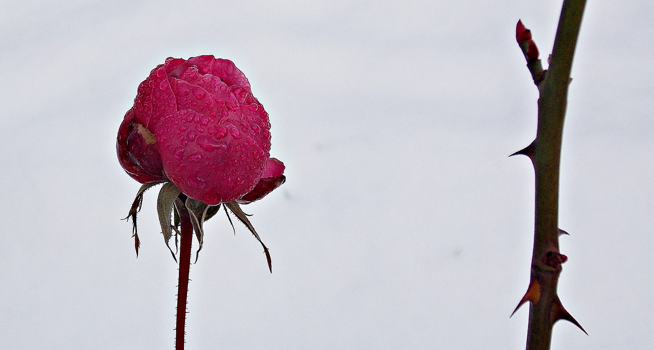 Winter-Rose