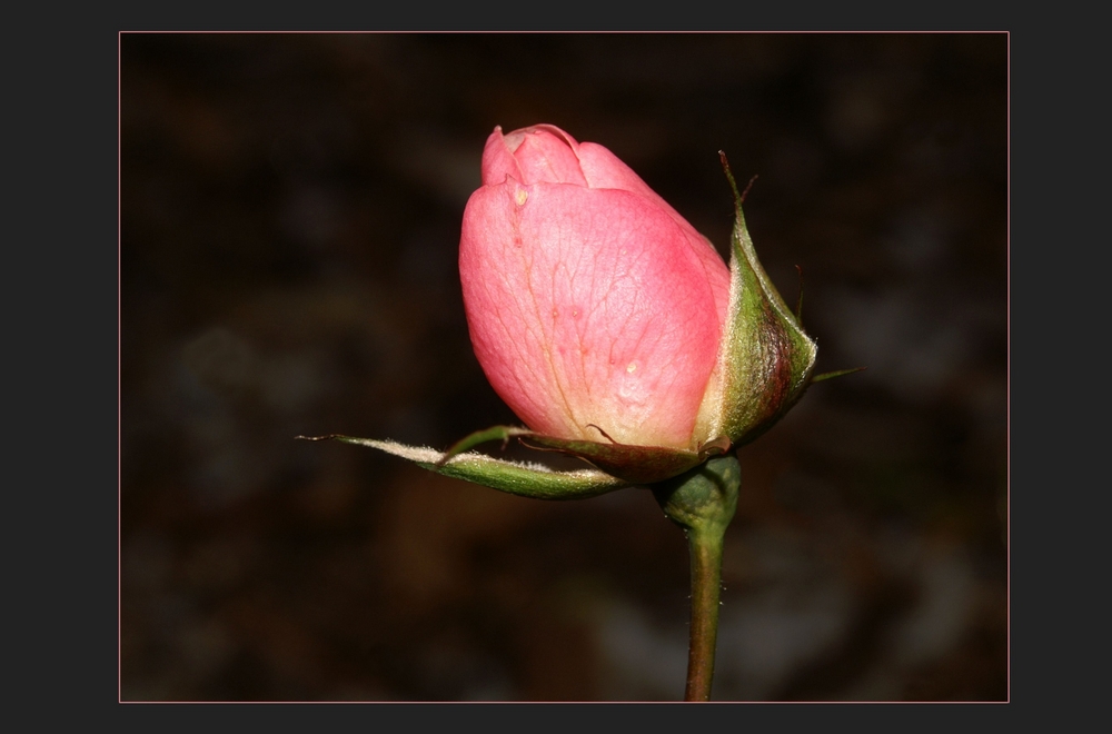 Winter-Rosé