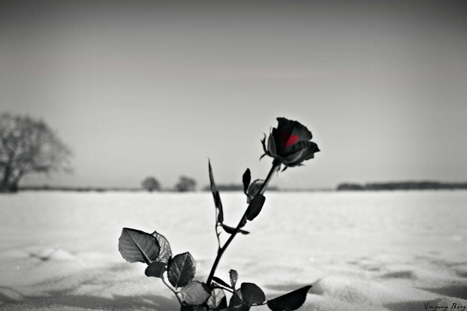 Winter-Rose