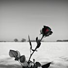 Winter-Rose