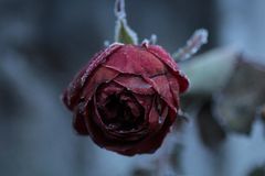 Winter-Rose