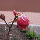 Winter rose