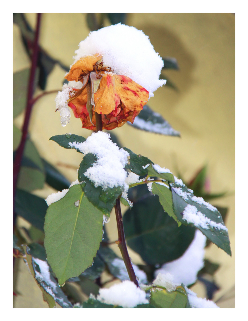 Winter-Rose