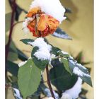 Winter-Rose