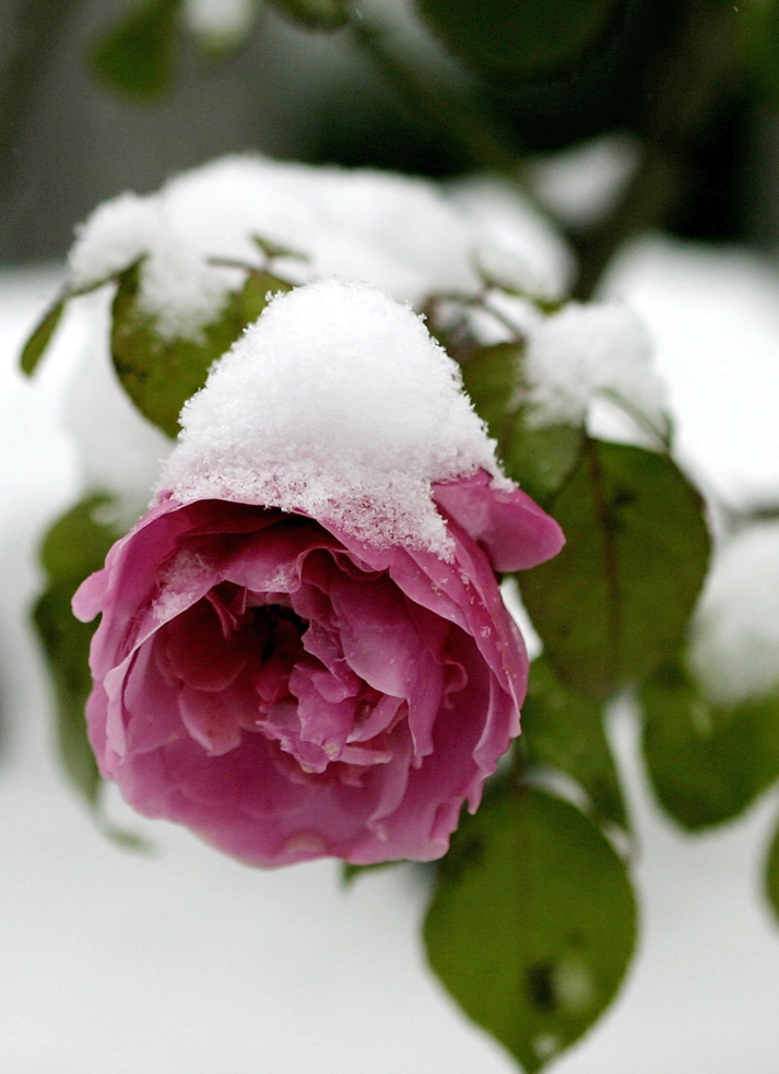 winter--rose mit schneekappe