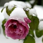 winter--rose mit schneekappe