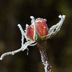 Winter Roses #2