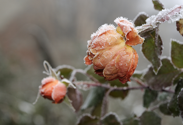 Winter Roses