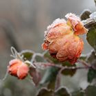 Winter Roses