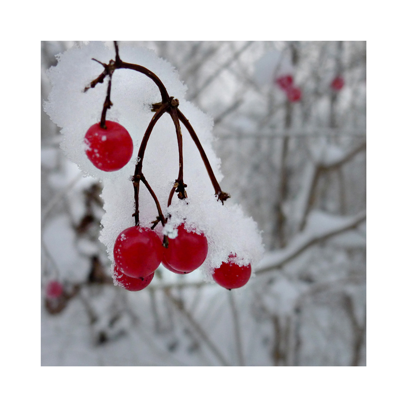 . . . winter rot/weiss . . .