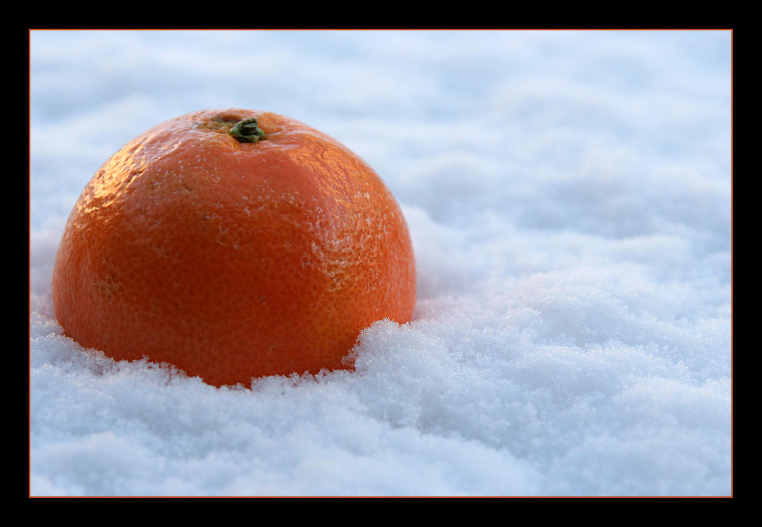 Winter Satsuma