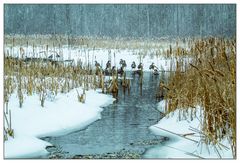 Winter Scene on the Pond