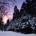 winter scenery // Chemnitz - Zeisigwald