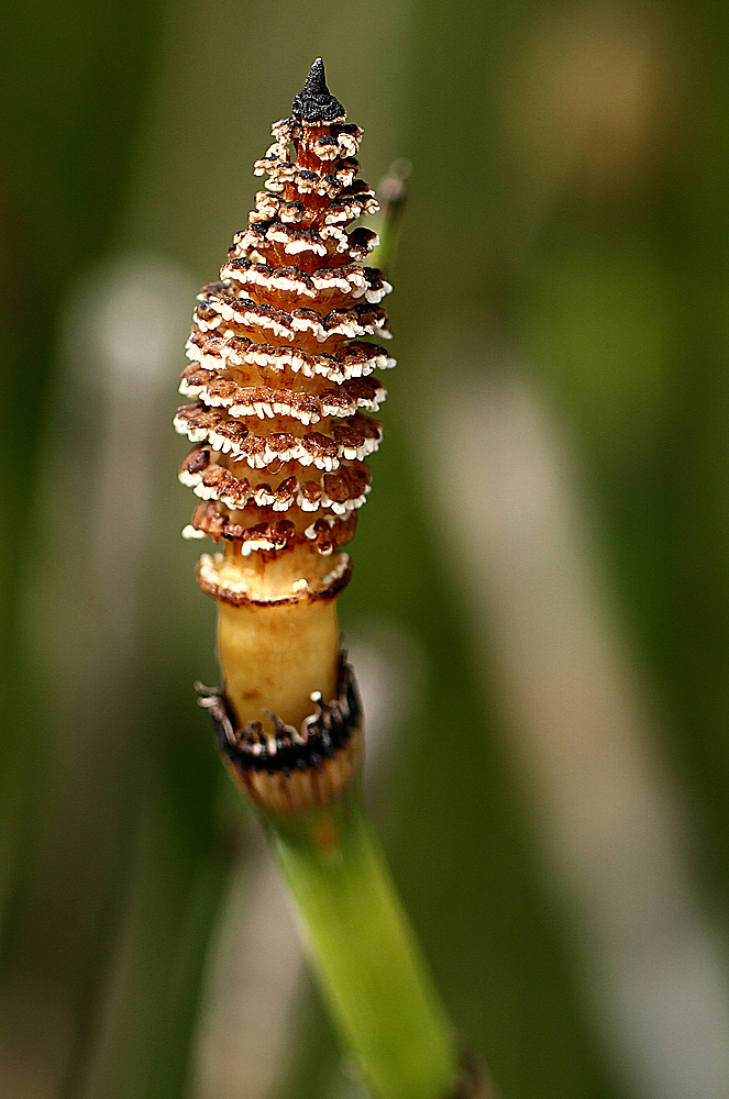 Winter-Schachtelhalm (Equisetum hyemale)