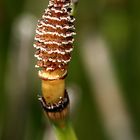 Winter-Schachtelhalm (Equisetum hyemale)