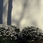 Winter Schatten