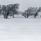 Winter - Schauinsland Freiburg