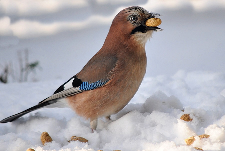 Winter Schluckspecht :-)