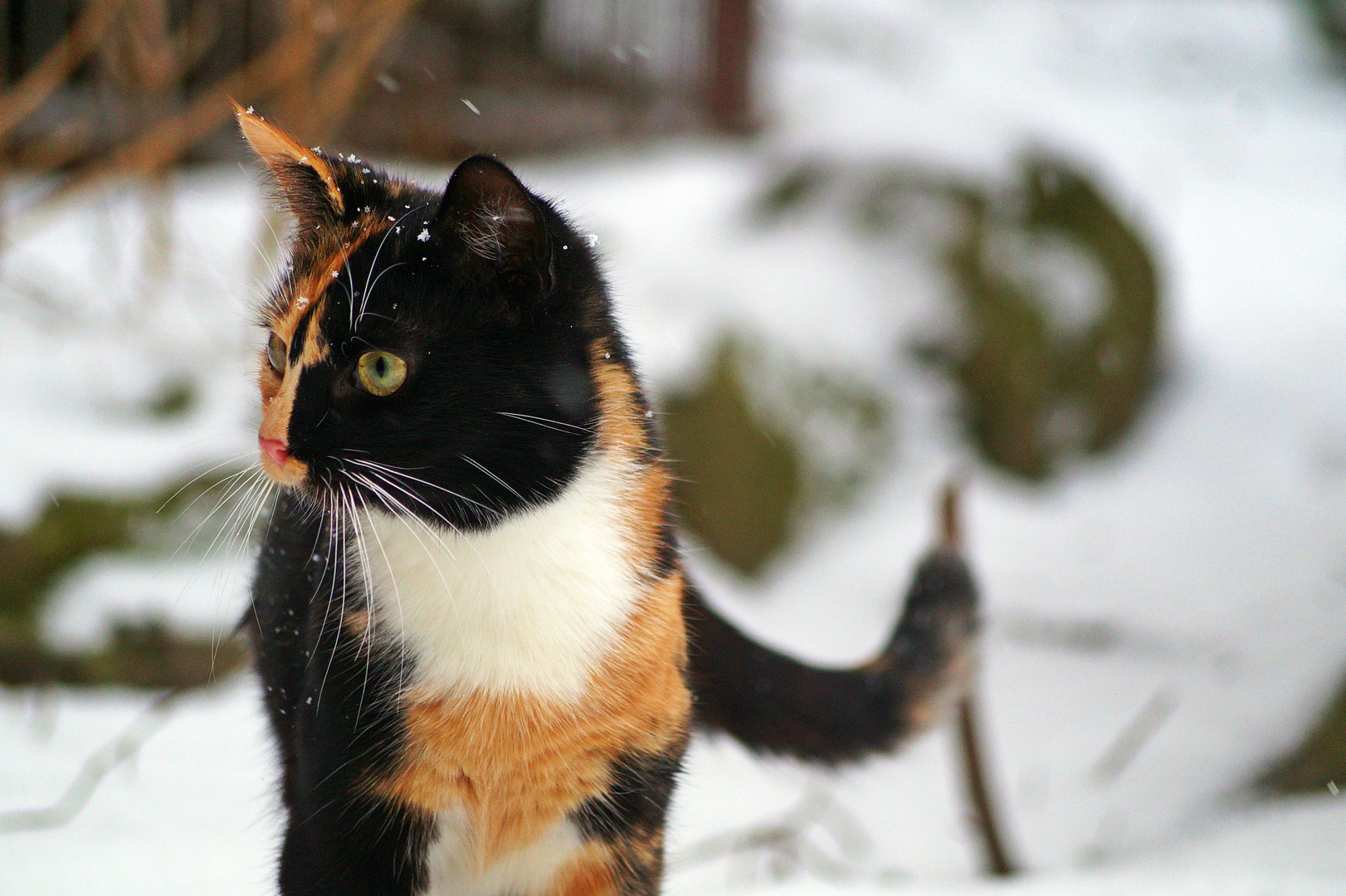 Winter Schnappschuss von unserer Süßen