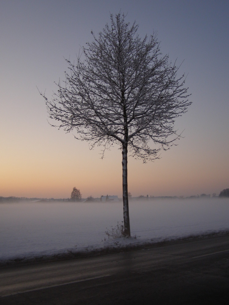 Winter, Schnee & Nebel