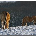 Winter-Schnee-Sonnen-Fjord-Pferde