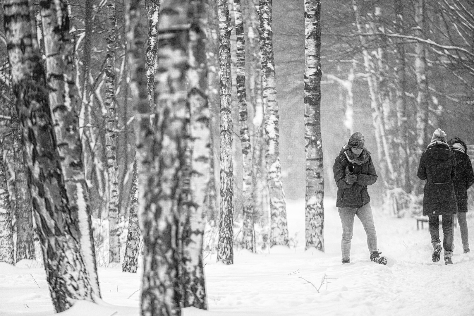 Winter, Schnee und die Birken