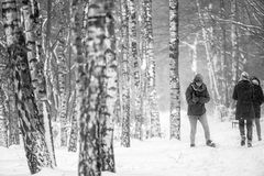 Winter, Schnee und die Birken