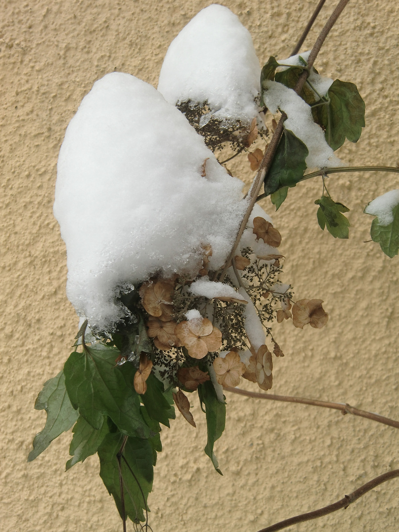 Winter - Schneeblume