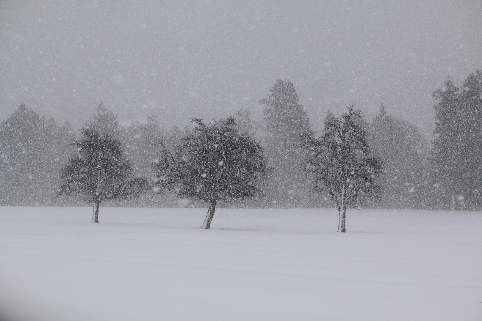 WINTER- SCHNEESTURM/1