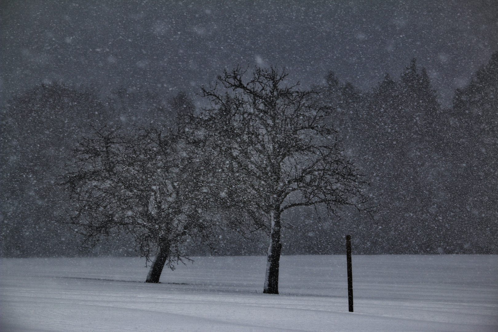 WINTER- SCHNEESTURM/2