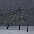 WINTER- SCHNEESTURM/2