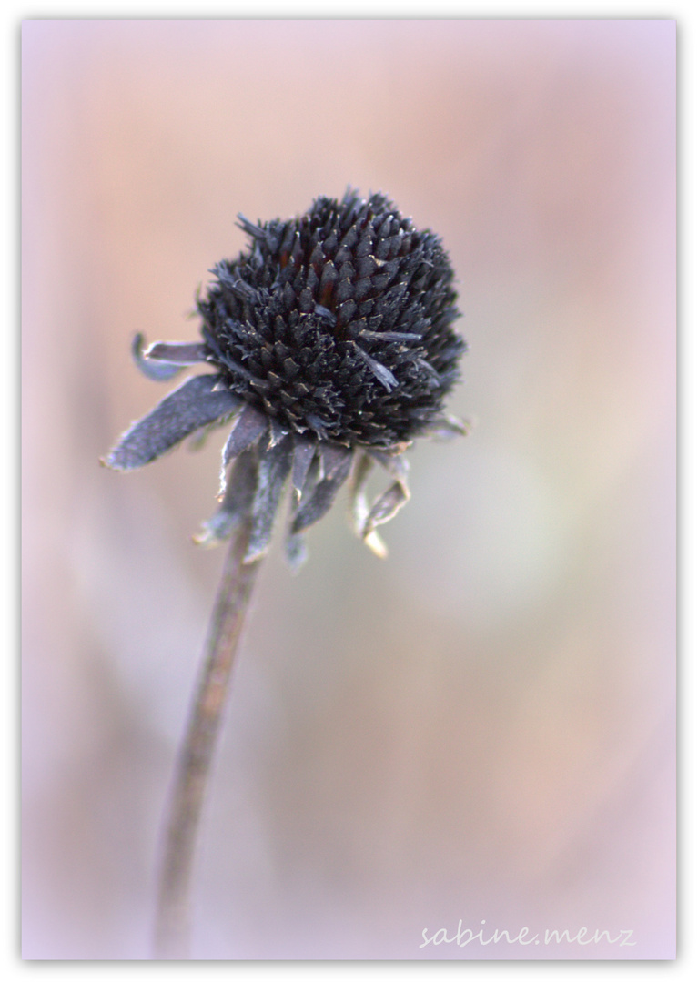 ....Winter Schönheit....