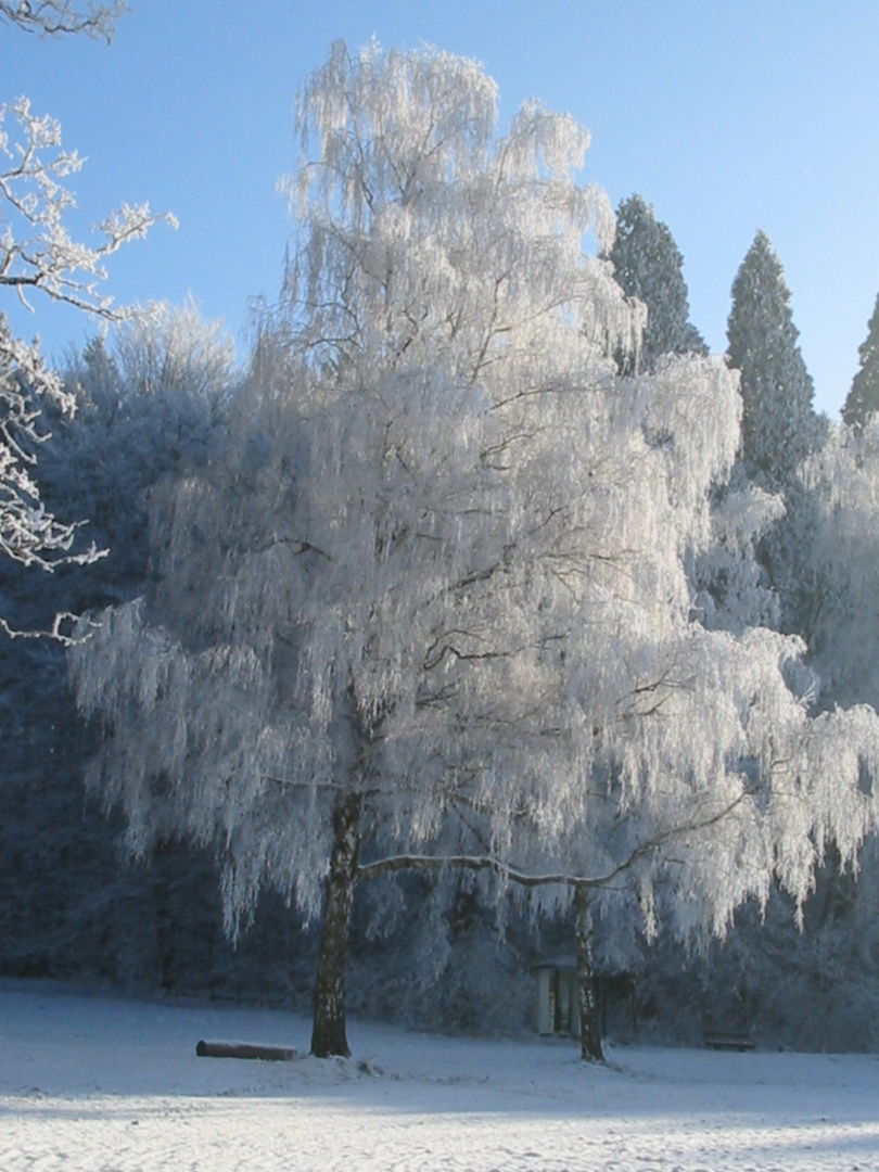 Winter Schönheit