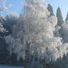 Winter Schönheit