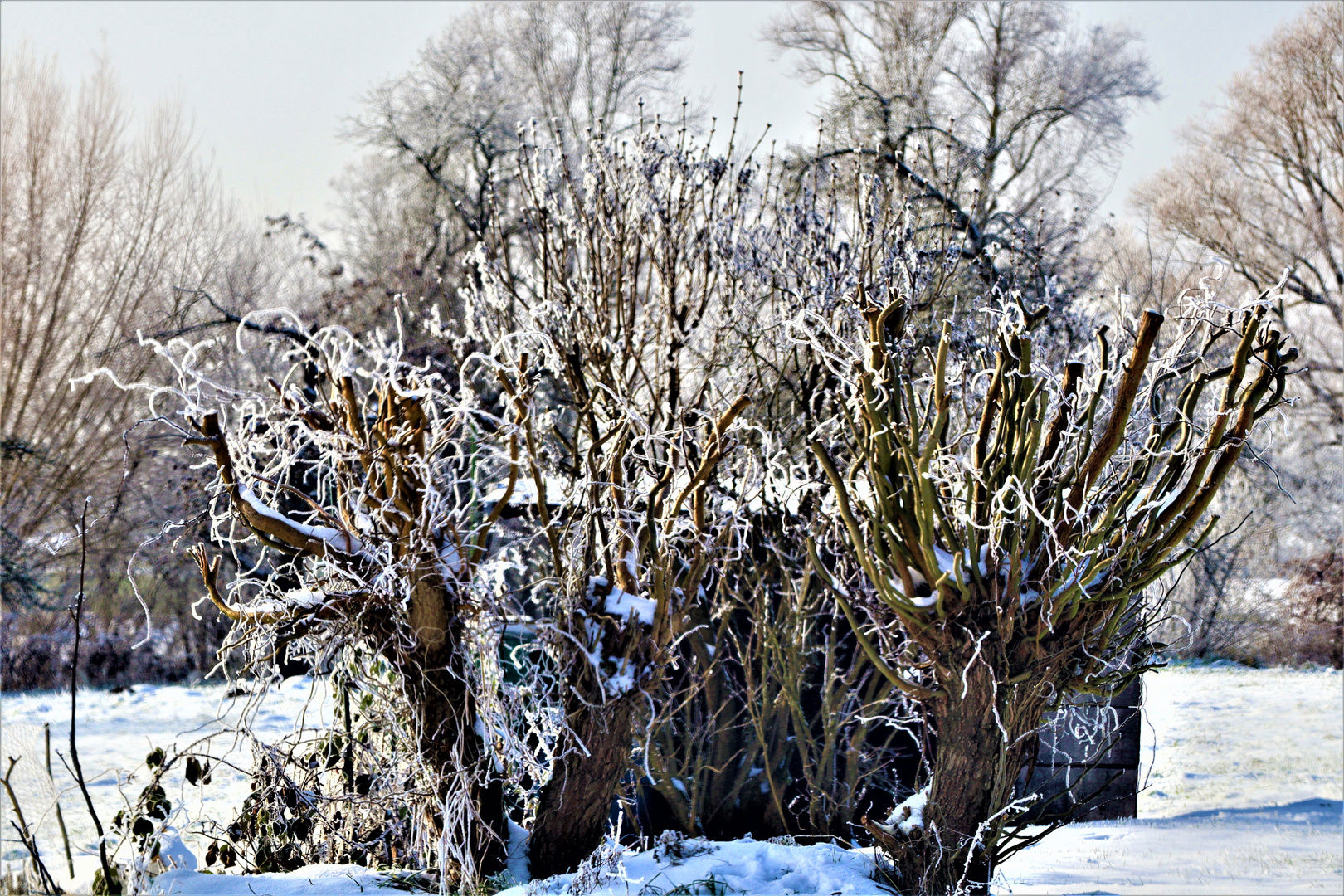 Winter Schönheiten